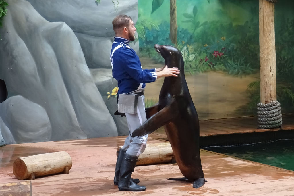 Seelöwen-Show im Dolfinarium Harderwijk - 2018