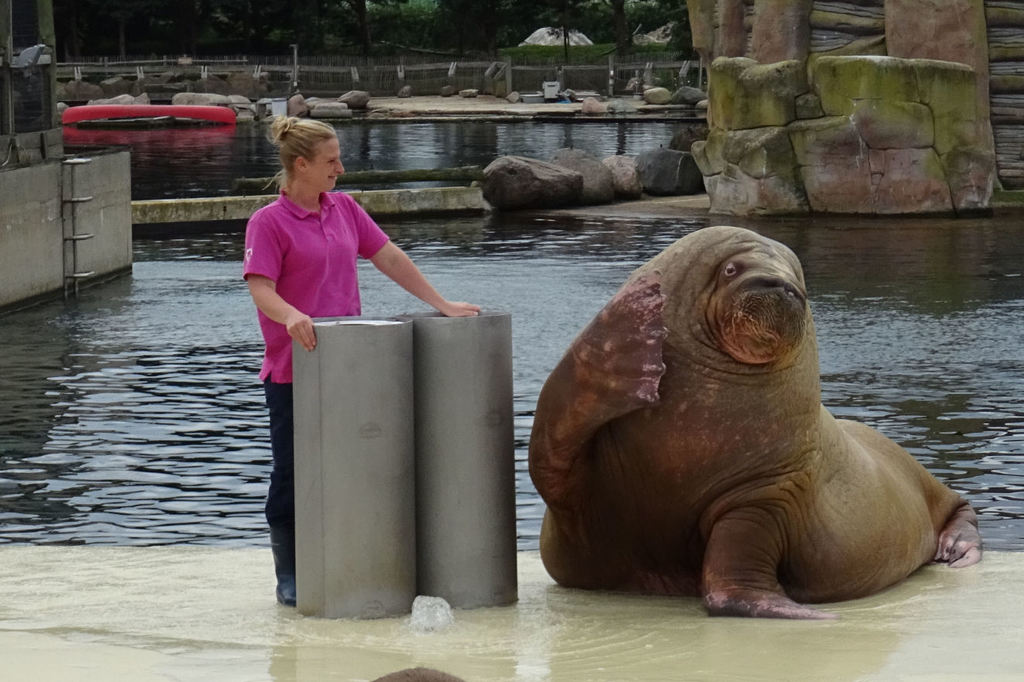 Walross - Dolfinarium Harderwijk