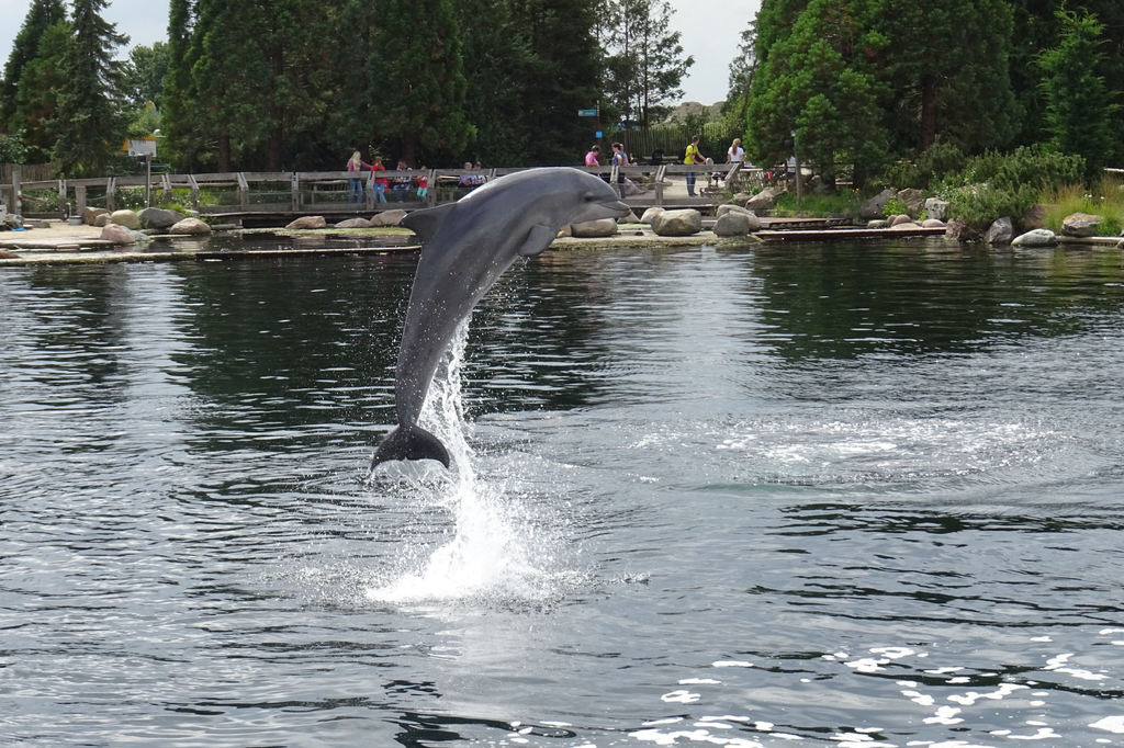 Großer Tümmler im Dolfinarium Harderwijk - 2018