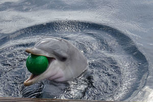 Teaserfoto Dolfinarium Harderwijk