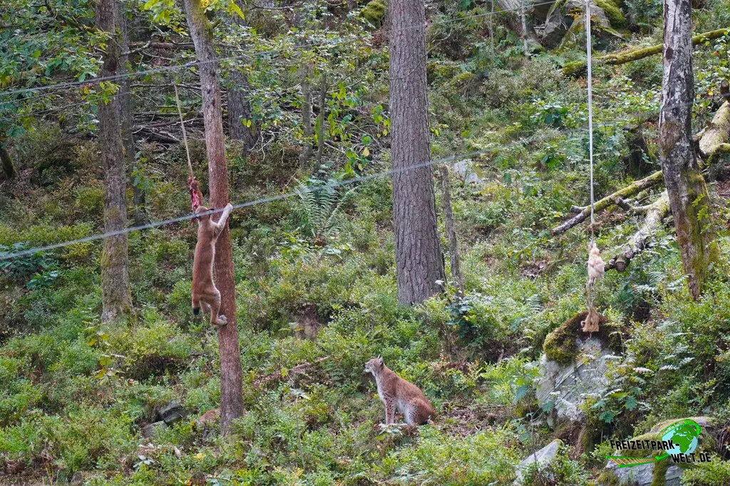 Luchs im Dyreparken - 2026