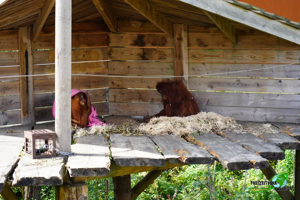 Orang-Utan im Dyreparken - 2026
