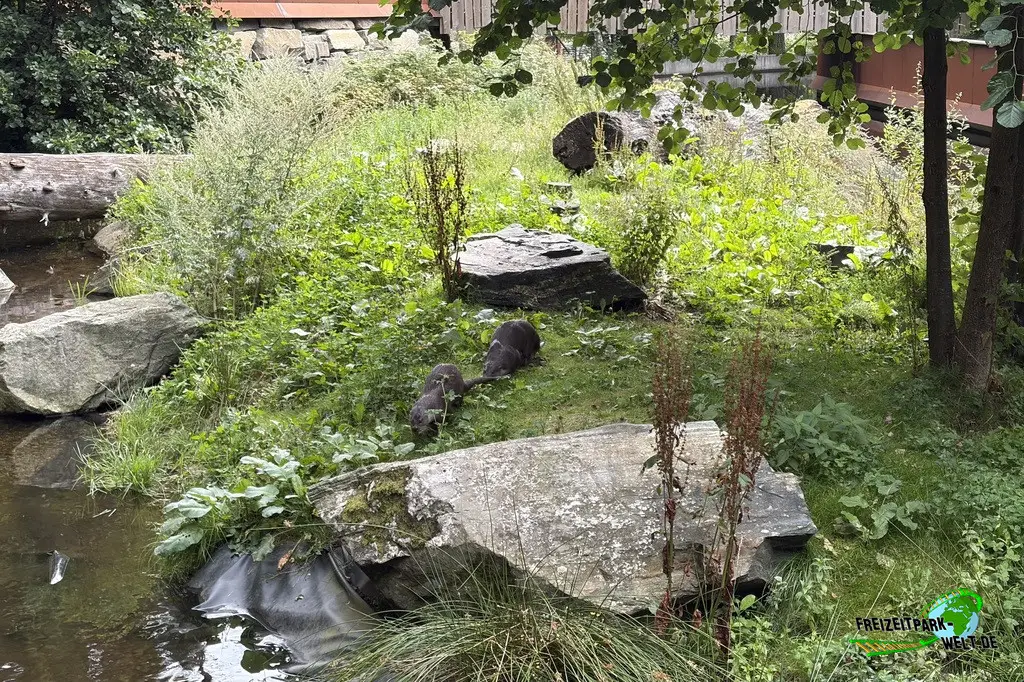 Fischotter im Dyreparken - 2026