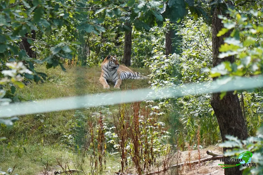 Sibirischer Tiger im Dyreparken - 2026