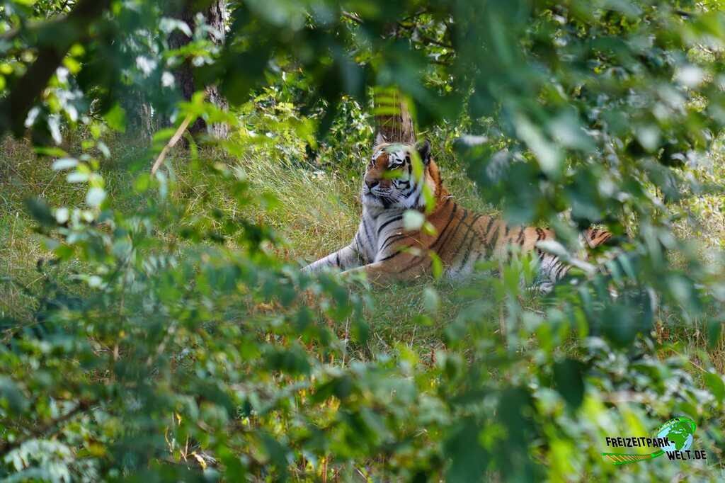 Sibirischer Tiger - Dyreparken