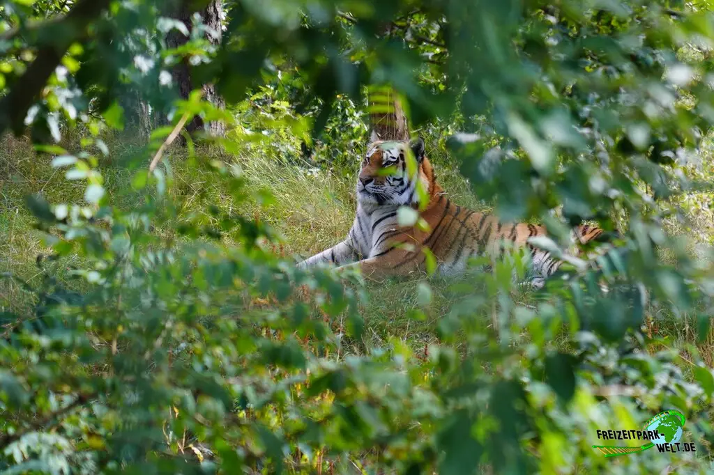 Sibirischer Tiger im Dyreparken - 2026
