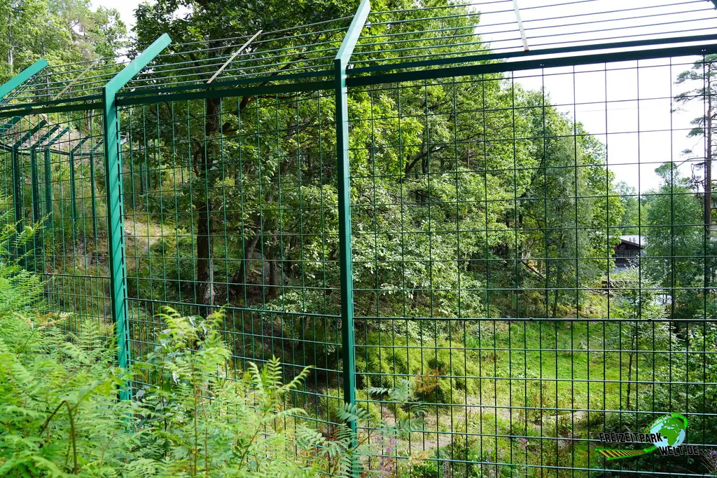 Sibirischer Tiger im Dyreparken - 2026