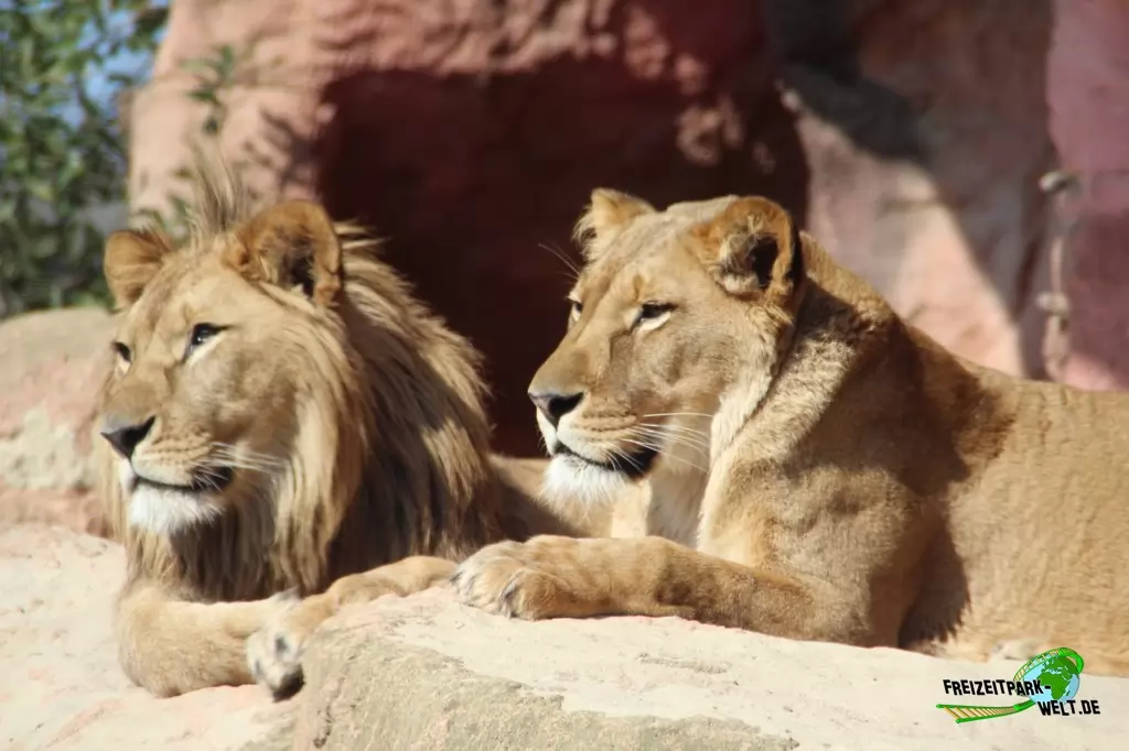 Berberlöwe im Erlebnis-Zoo Hannover - 2016