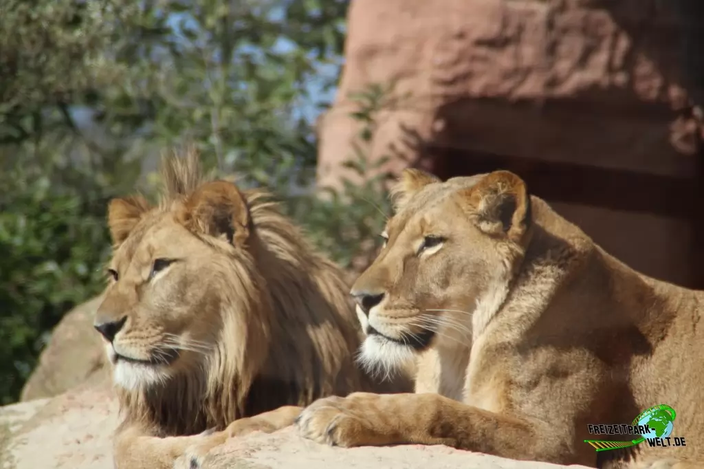 Berberlöwe im Erlebnis-Zoo Hannover - 2016