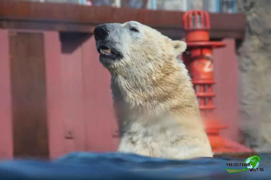 Eisbär im Erlebnis-Zoo Hannover - 2016