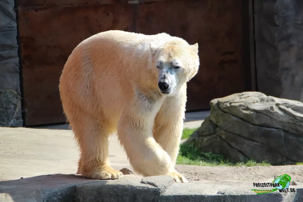 Eisbär im Erlebnis-Zoo Hannover - 2016