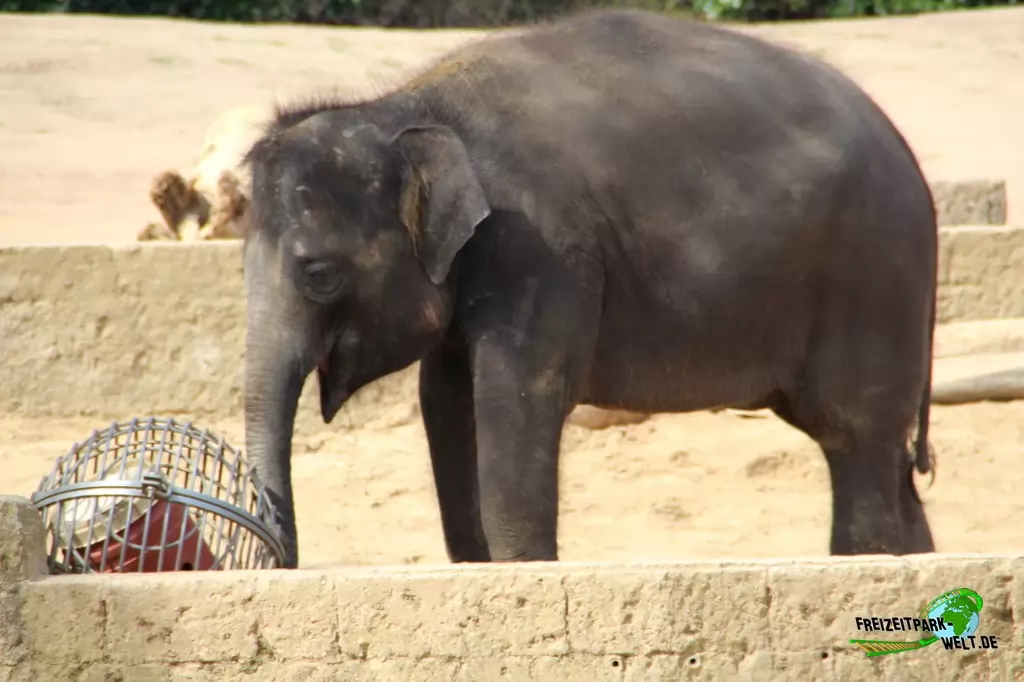 Asiatischer Elefant im Erlebnis-Zoo Hannover - 2016: Asiatischer Elefant im Dschungelpalast