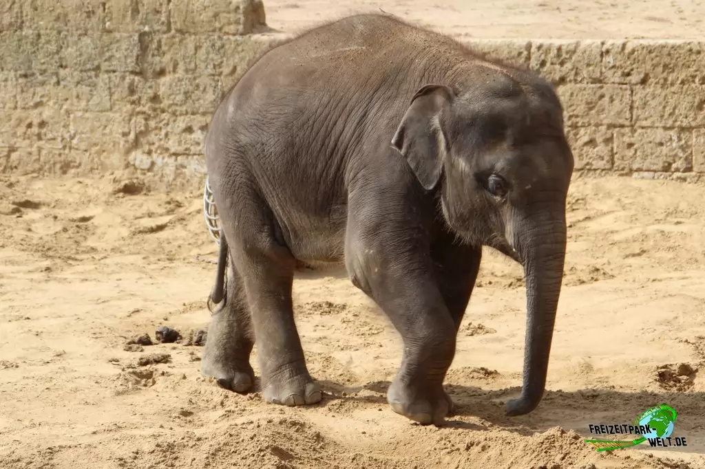 Asiatischer Elefant im Erlebnis-Zoo Hannover - 2016