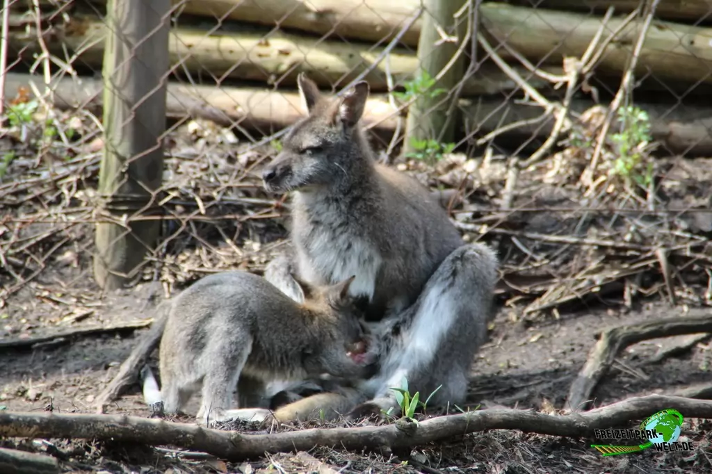 Känguru im Erlebnis-Zoo Hannover - 2016