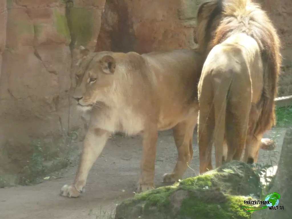 Berberlöwe im Erlebnis-Zoo Hannover - 2019