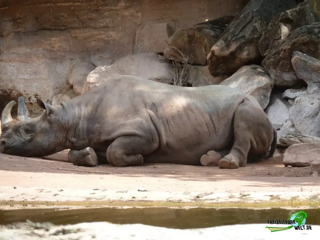 Ostafrikanisches Spitzmaulnashorn im Erlebnis-Zoo Hannover - 2019