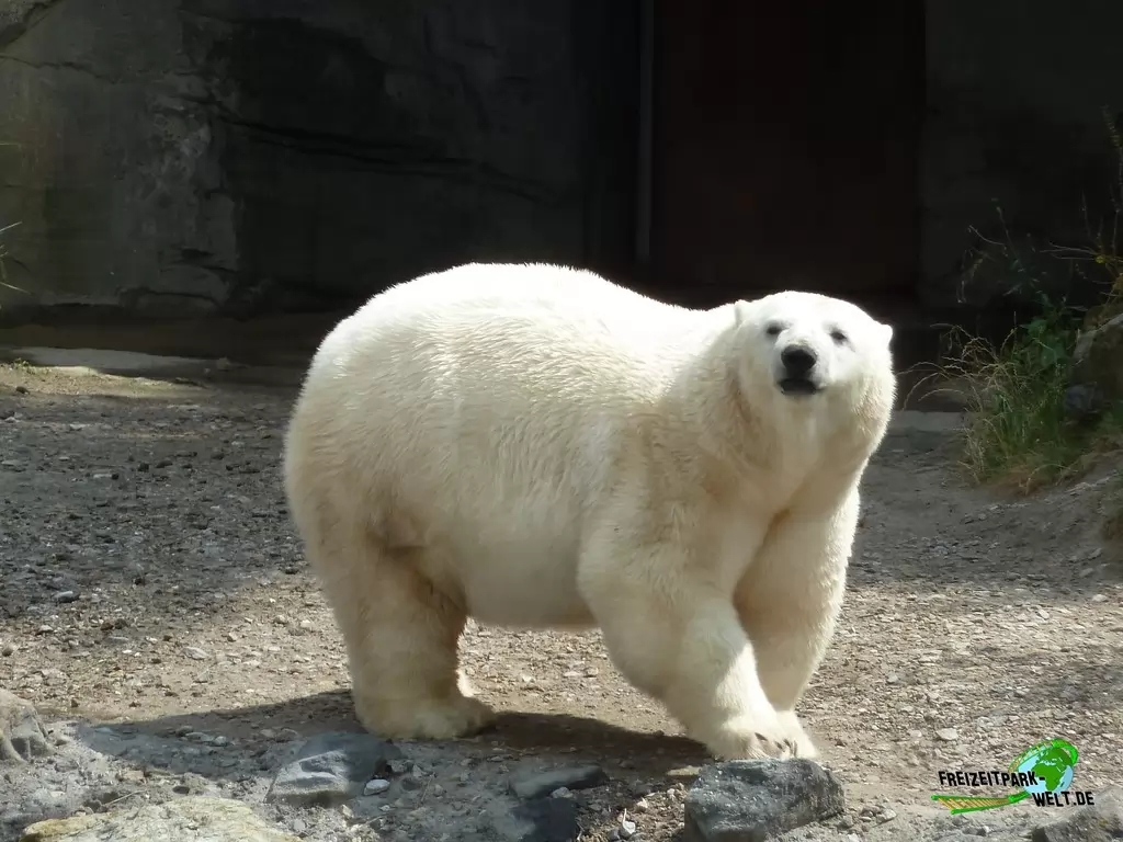Eisbär im Erlebnis-Zoo Hannover - 2019