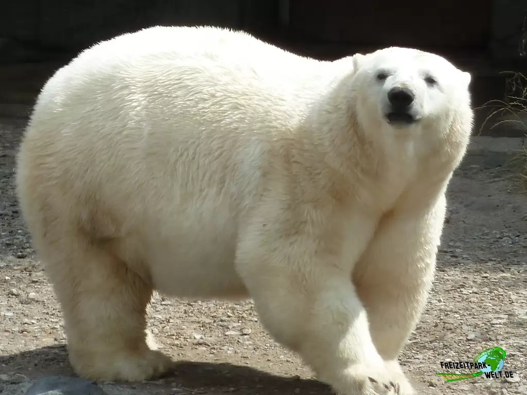 Eisbär im Erlebnis-Zoo Hannover - 2019