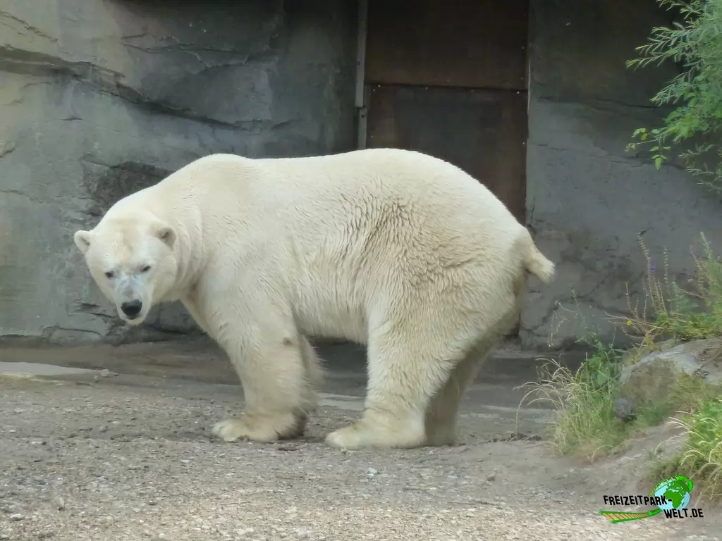 Eisbär im Erlebnis-Zoo Hannover - 2019