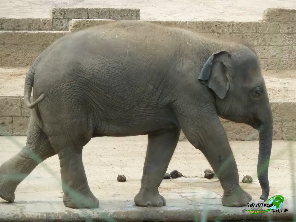 Asiatischer Elefant im Erlebnis-Zoo Hannover - 2019