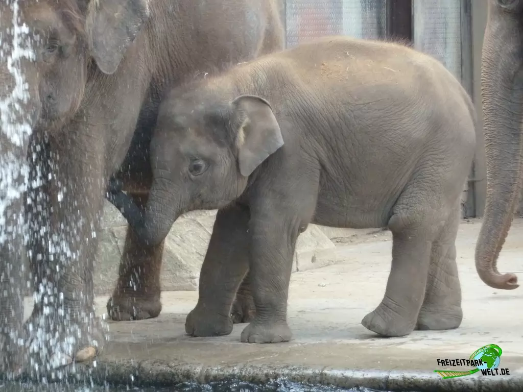 Asiatischer Elefant im Erlebnis-Zoo Hannover - 2019