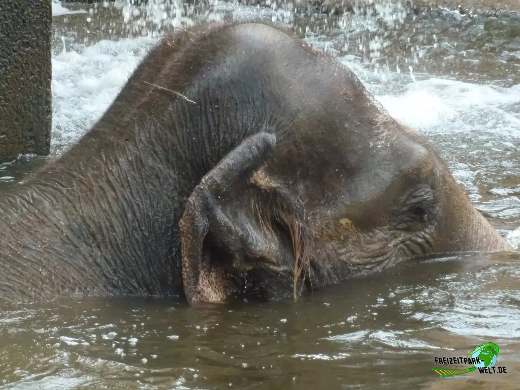 Asiatischer Elefant im Erlebnis-Zoo Hannover - 2019