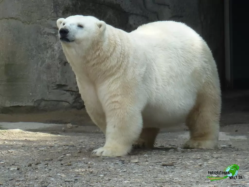 Eisbär im Erlebnis-Zoo Hannover - 2019