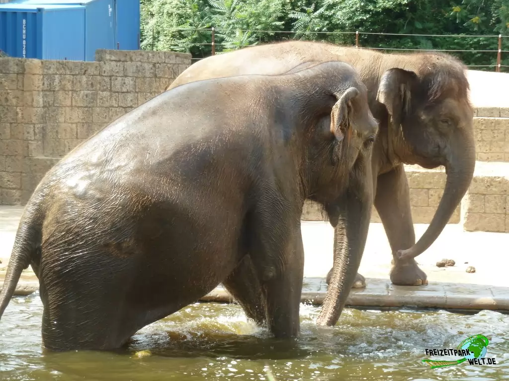Asiatischer Elefant im Erlebnis-Zoo Hannover - 2019