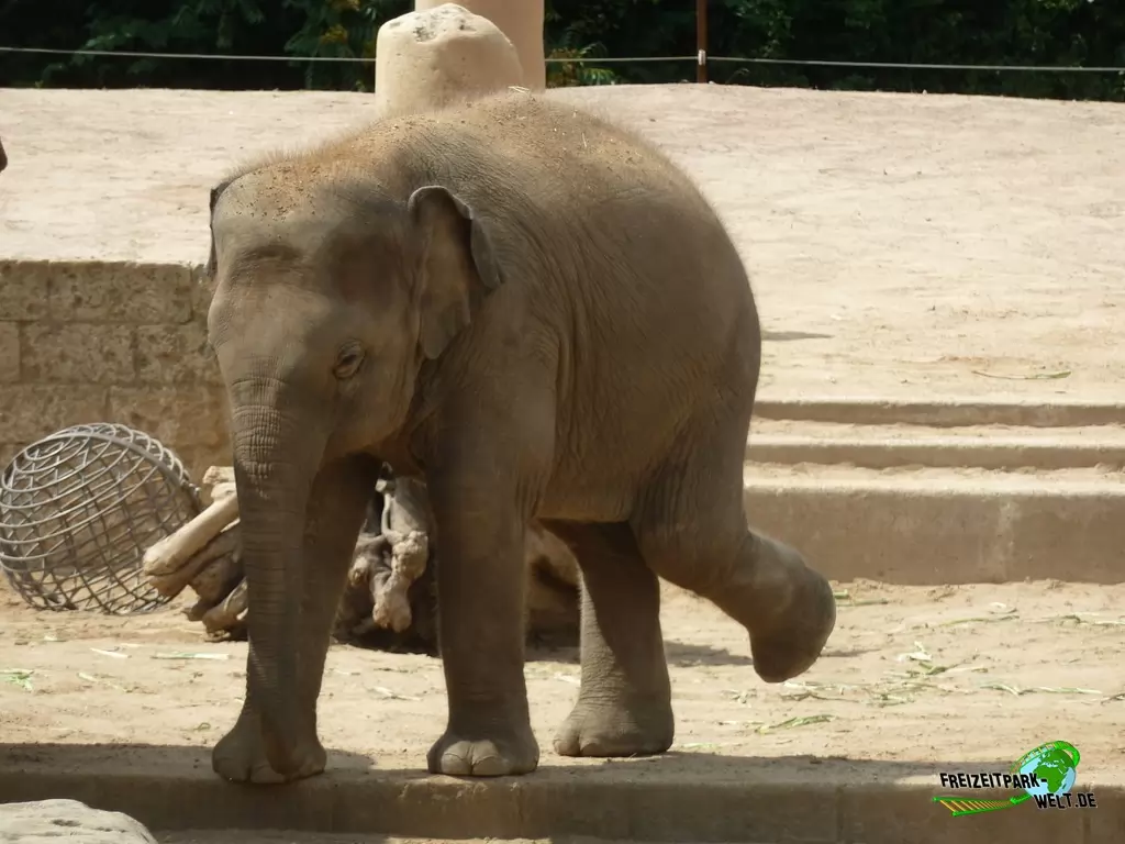Asiatischer Elefant im Erlebnis-Zoo Hannover - 2019