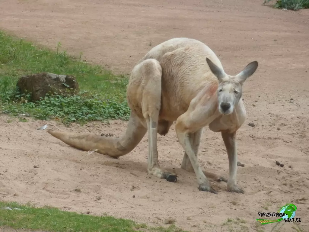 Känguru im Erlebnis-Zoo Hannover - 2019