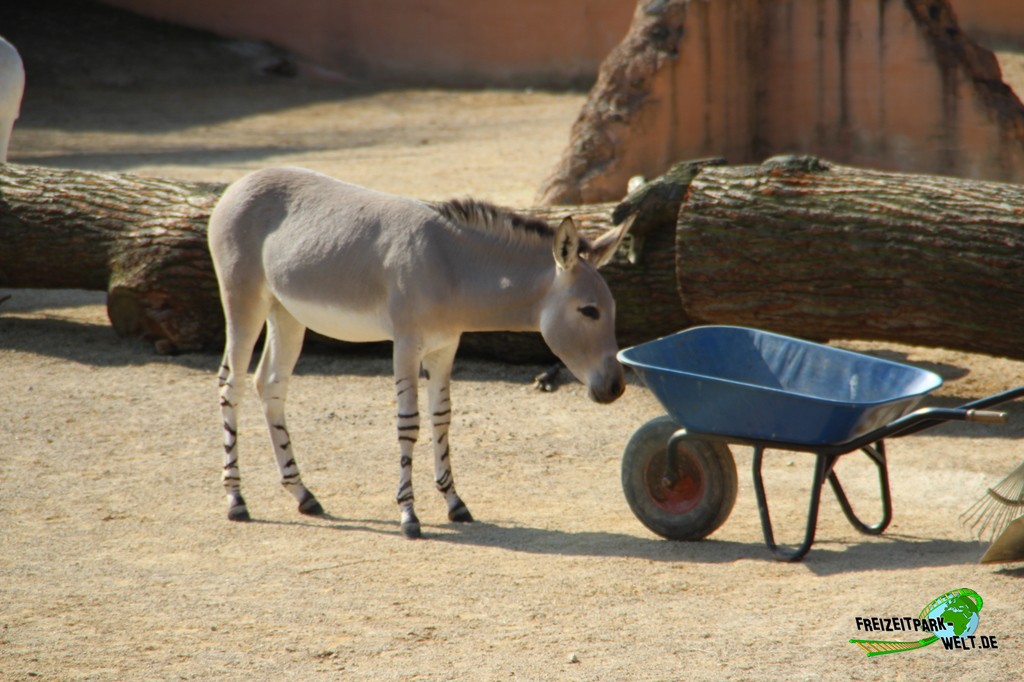 Meyers Hof ErlebnisZoo Hannover FreizeitparkWelt.de