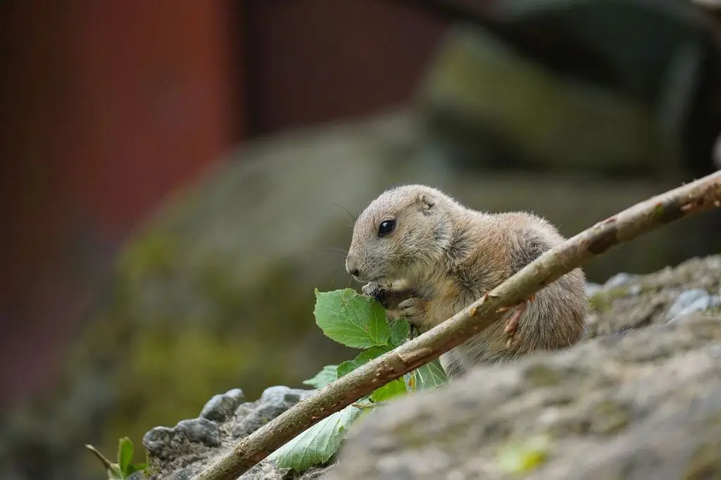 Präriehund im Erlebnis-Zoo Hannover - 2024