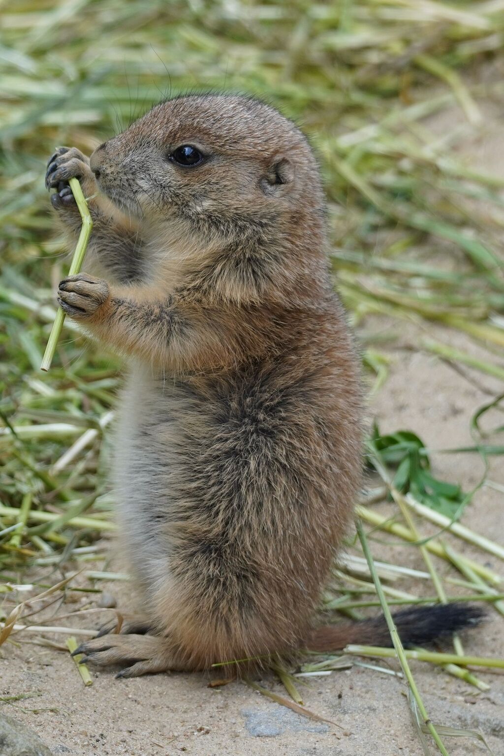 Die gtiere haben ihre Nester verlassen - Foto Erlebnis-Zoo Hannover.jpg