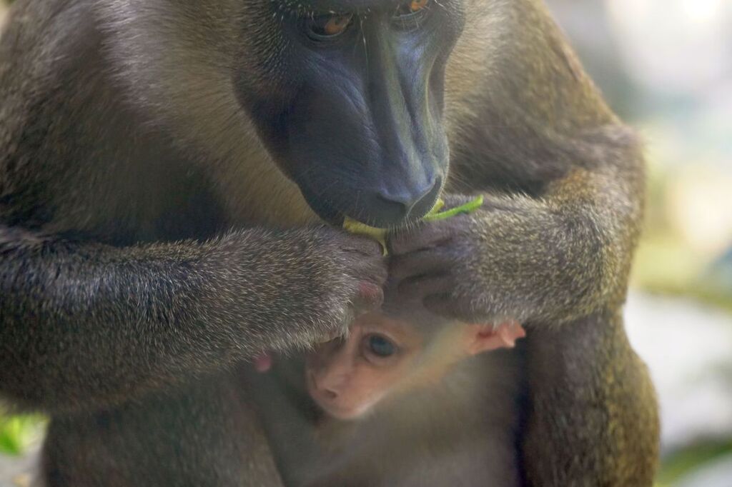 Das Jungtier der Drills ist gut versteckt im Fell der Mutter_Foto Erlebnis-Zoo Hannover.jpg