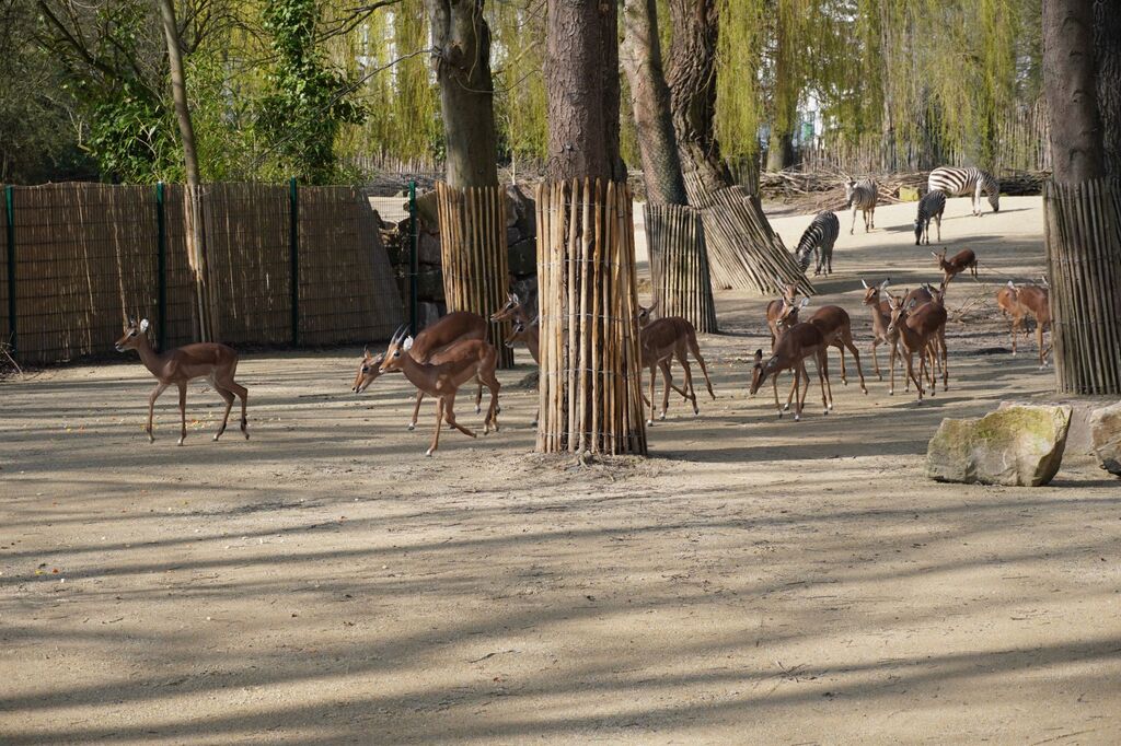 Antilopen und Zebras erkunden die erweiterte Savanne_Foto Erlebnis-Zoo Hannover.jpg