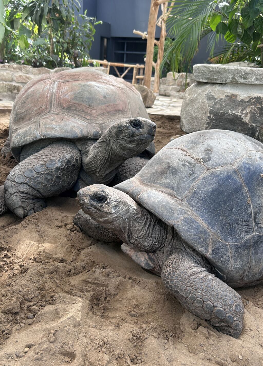Riesenschildkro?ten Bert und Romina_Erlebnis-Zoo Hannov er.jpg