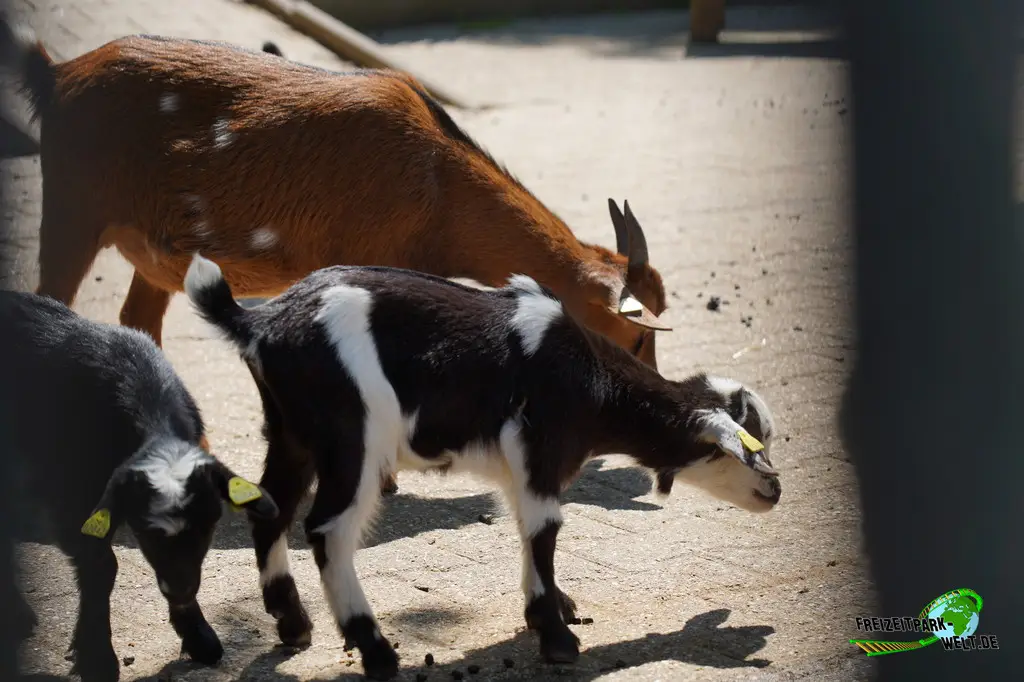 Afrikanische Zwergziege im Aachener Tierpark - 2026