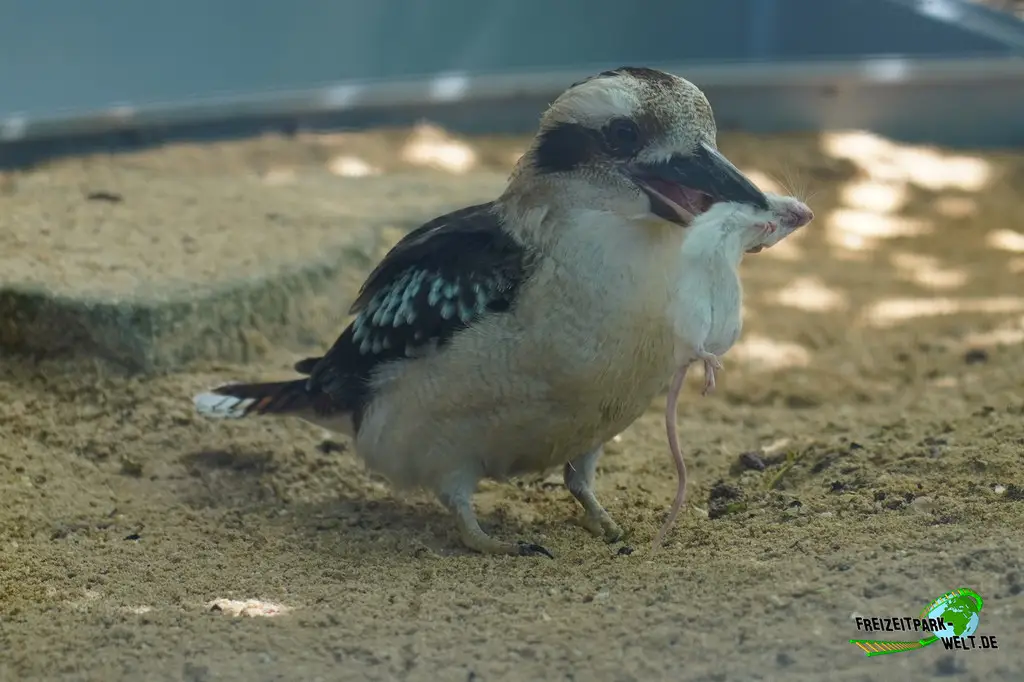 Lachender Hans im Aachener Tierpark - 2026