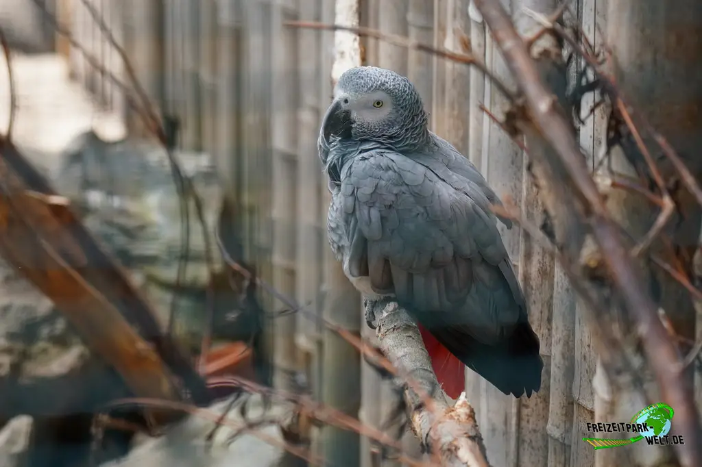 Ara im Aachener Tierpark - 2026