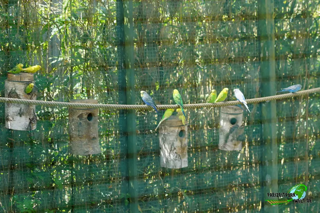 Wellensittich im Aachener Tierpark - 2026