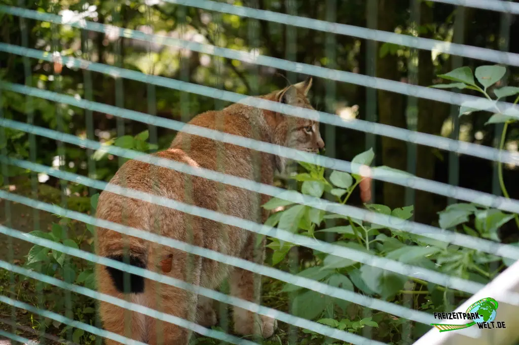Luchs im Aachener Tierpark - 2026