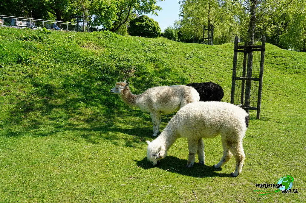 Alpaka im Aachener Tierpark - 2026