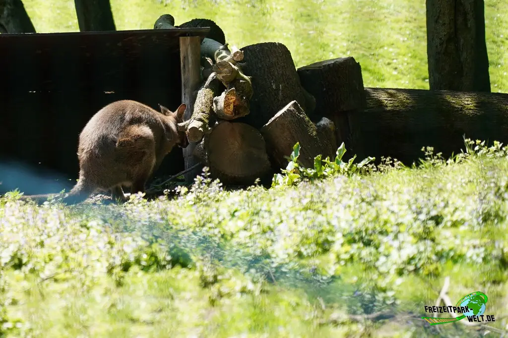 Känguru im Aachener Tierpark - 2026