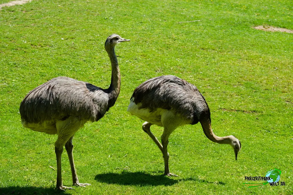 Nandu im Aachener Tierpark - 2026