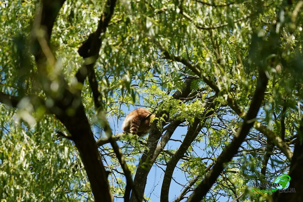 Waschbär im Aachener Tierpark - 2026