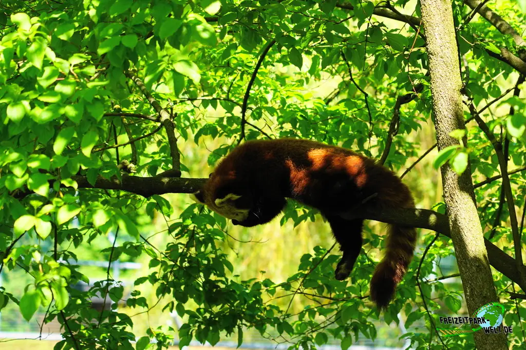 Kleiner Panda im Aachener Tierpark - 2026