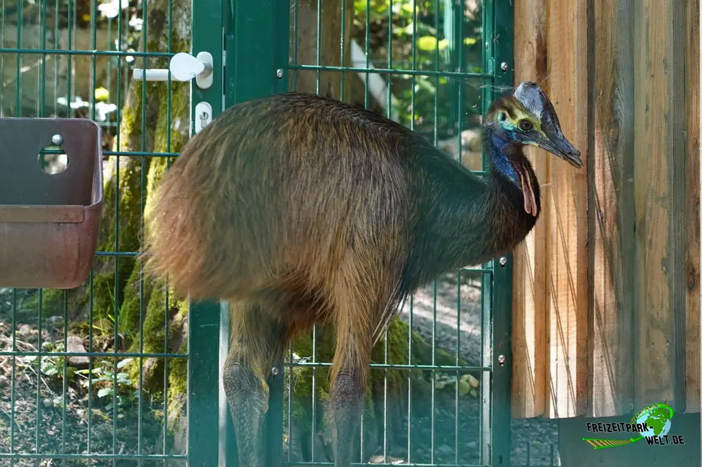 Helmkasuar im Aachener Tierpark - 2026