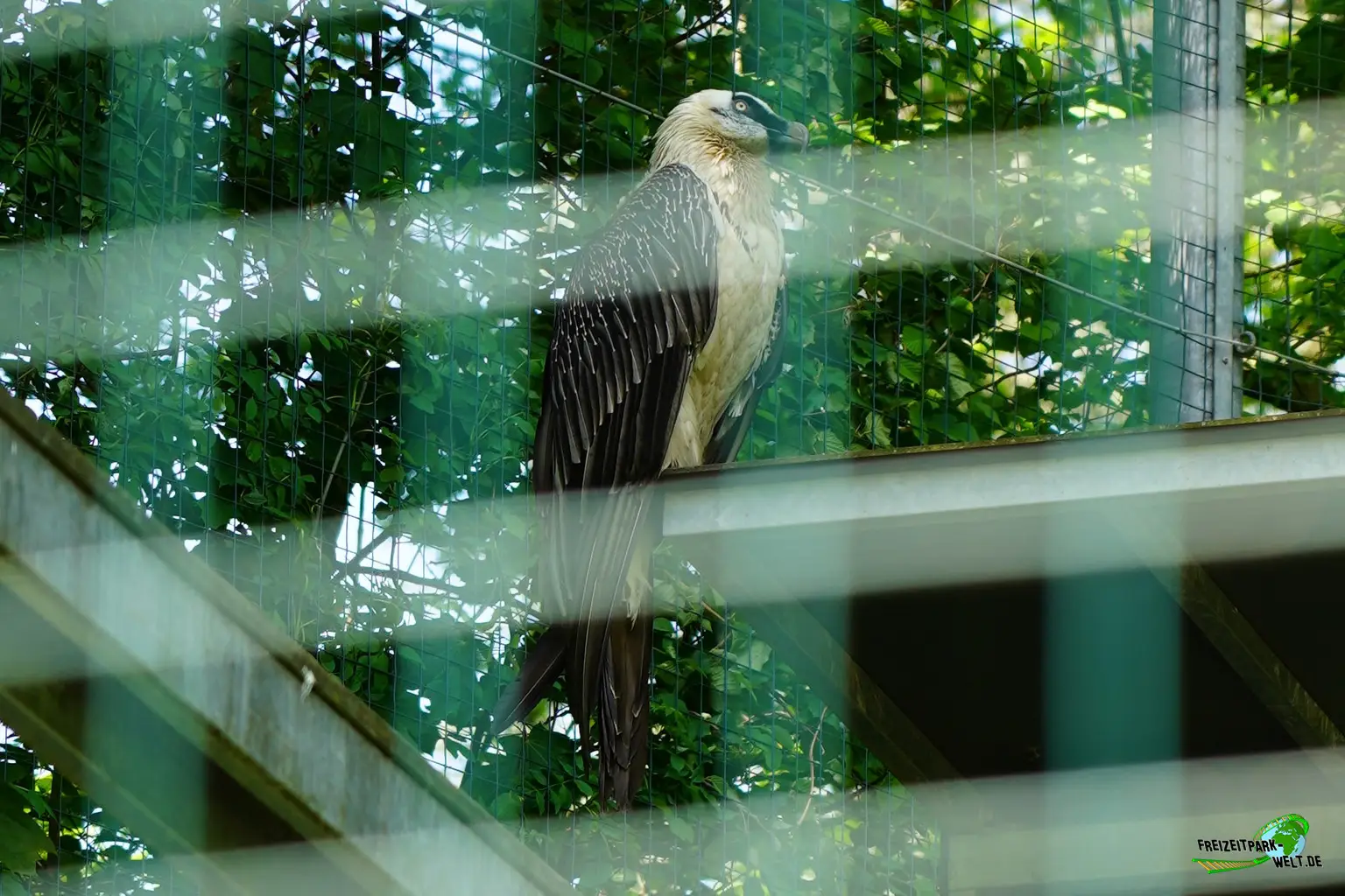 Bartgeier im Aachener Tierpark - 2026