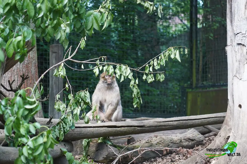 Berberaffen im Aachener Tierpark - 2026