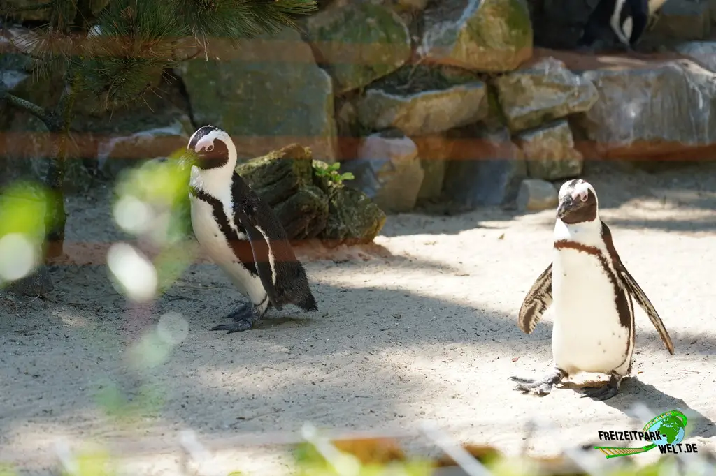 Brillenpinguine im Aachener Tierpark - 2026